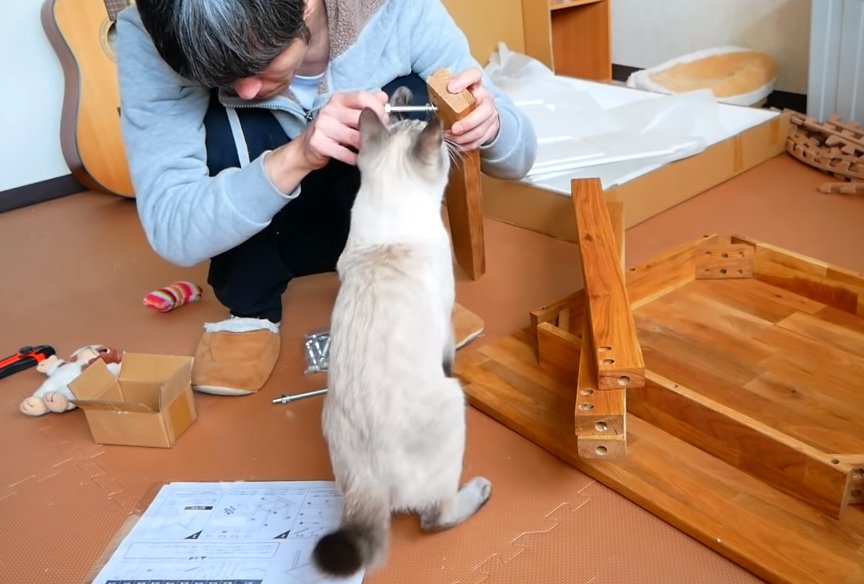 飼い主も少し手伝った？！猫監督と共に机と椅子の組み立て！