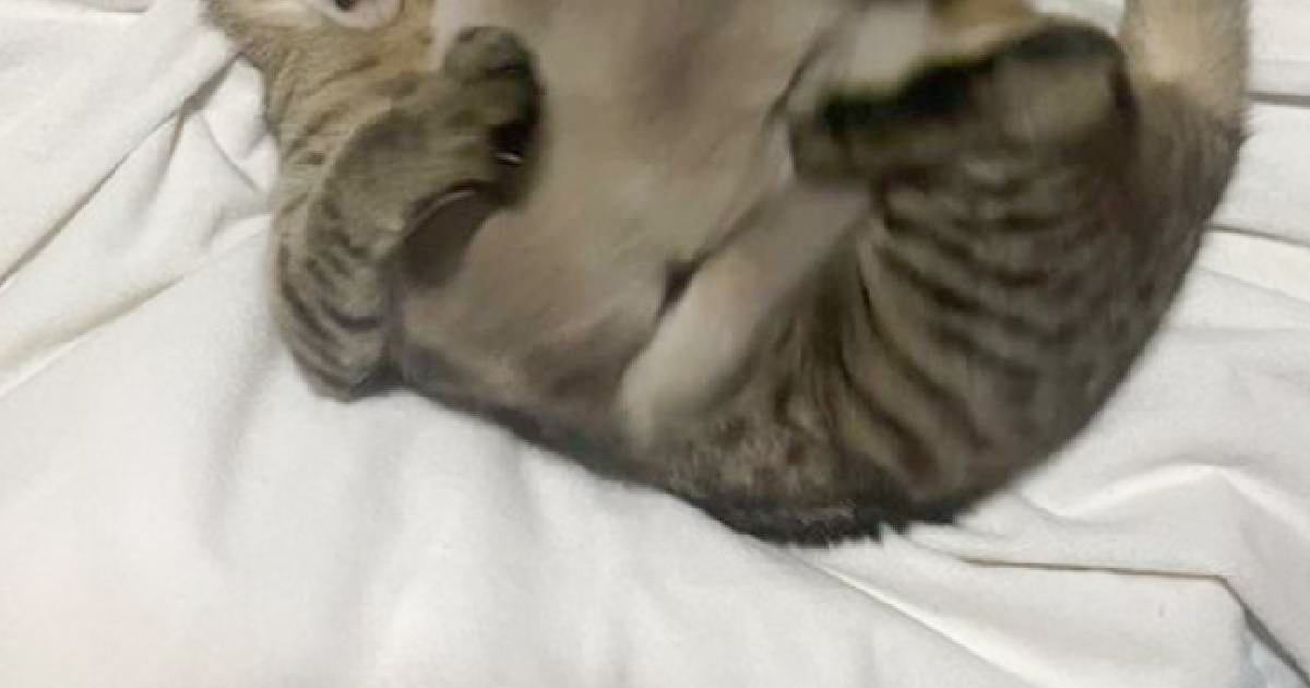 先輩をなめていた子猫→反撃をくらった結果…思わず爆笑してしまう『可愛すぎる瞬間』が76万表示「叫び声が聞こえてくるｗ」「捕食されてて草」