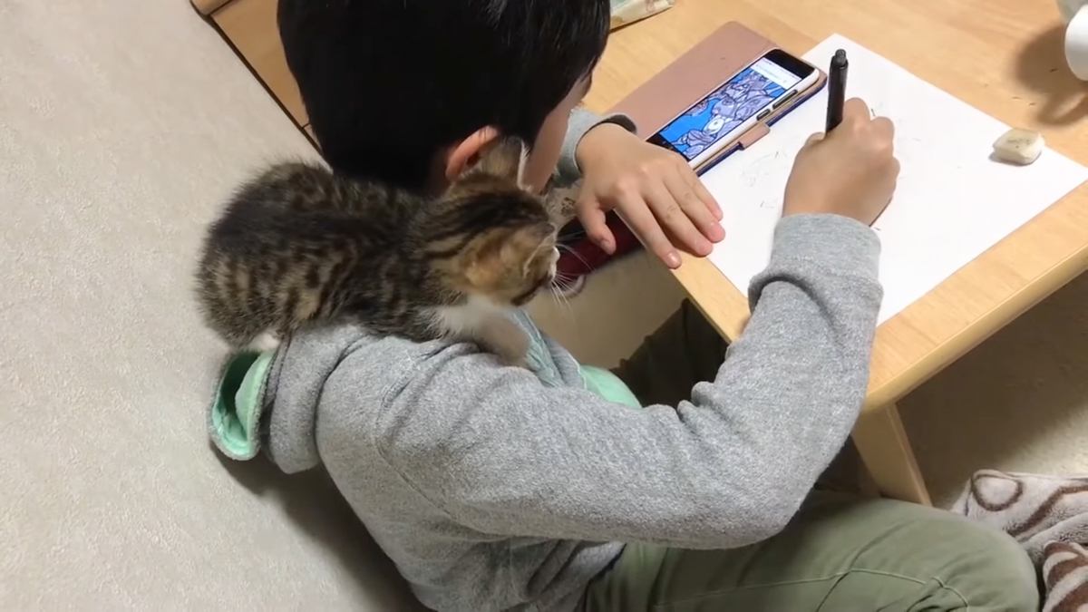 『息子のことが大好きな子猫たち』の行動を見ると…微笑まずにはいられない光景が308万再生「ダブルで可愛いの最高」「信頼されている証拠」