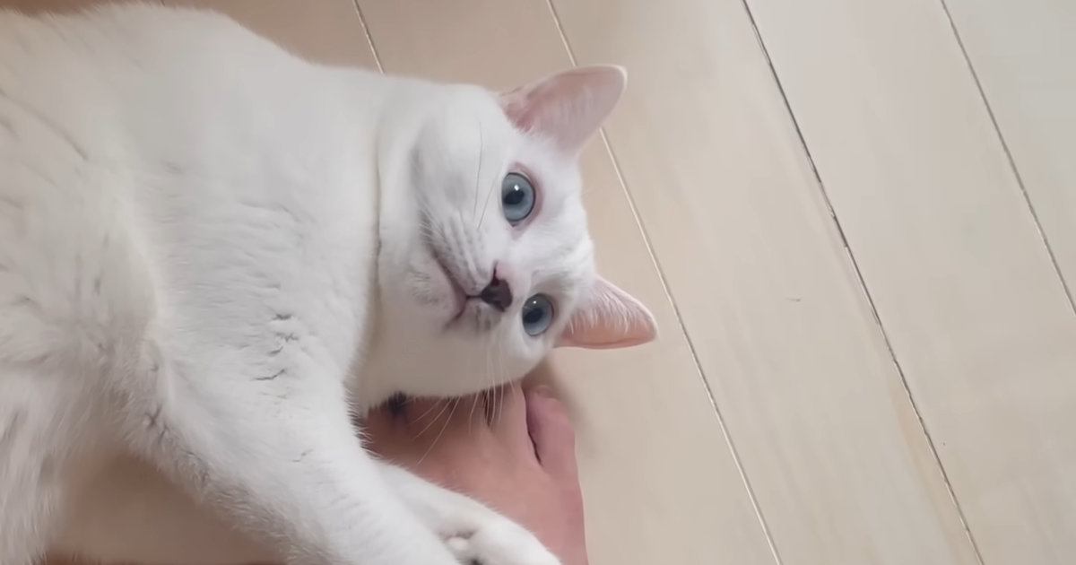 『人間が大好きすぎる猫』の1日…想像を超える『甘えっぷり』に「可愛すぎだねｗ」「癒やしをありがとう」と笑顔になる人が続出