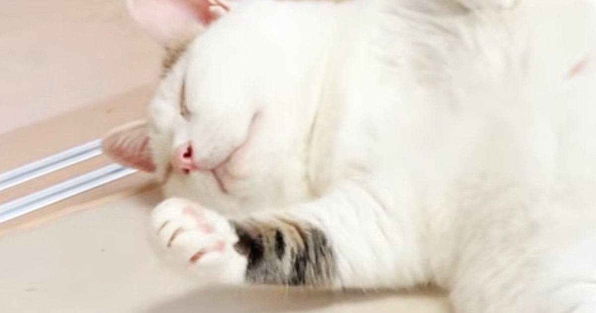 仰向けで爆睡中の猫→エアコンの風で冷えるかもと『手作り布団』をかけてあげたら…微笑ましい光景に「安心しきってるｗ」「幸せだね」
