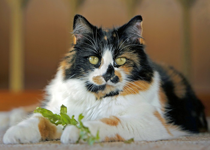 長毛の三毛猫の特徴について