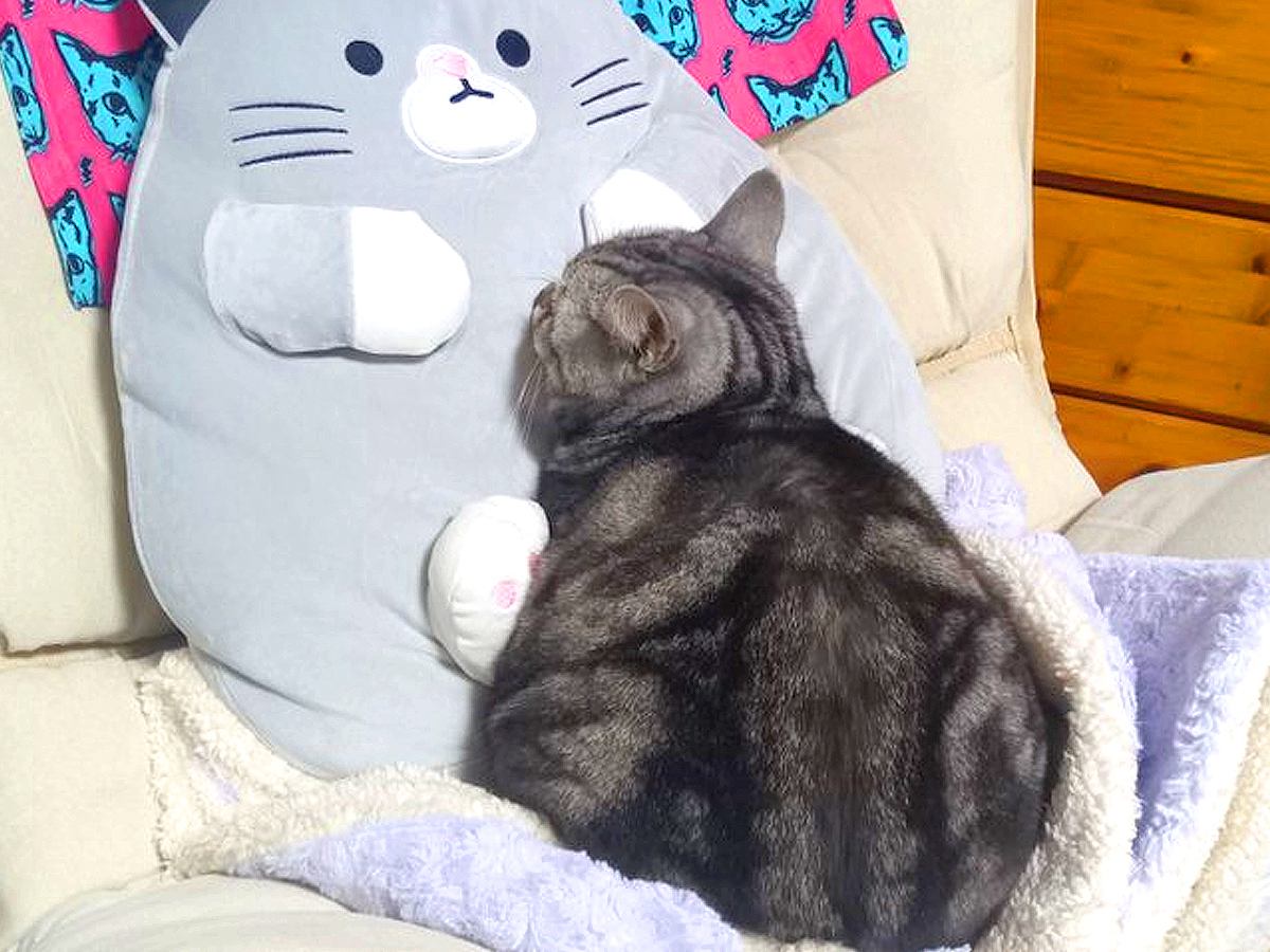 いつもは飼い主さんに甘えている猫が……愛猫が心奪われてしまった『想定外のライバル』が話題「まさに悲報」「全て猫ちゃんのもの！」