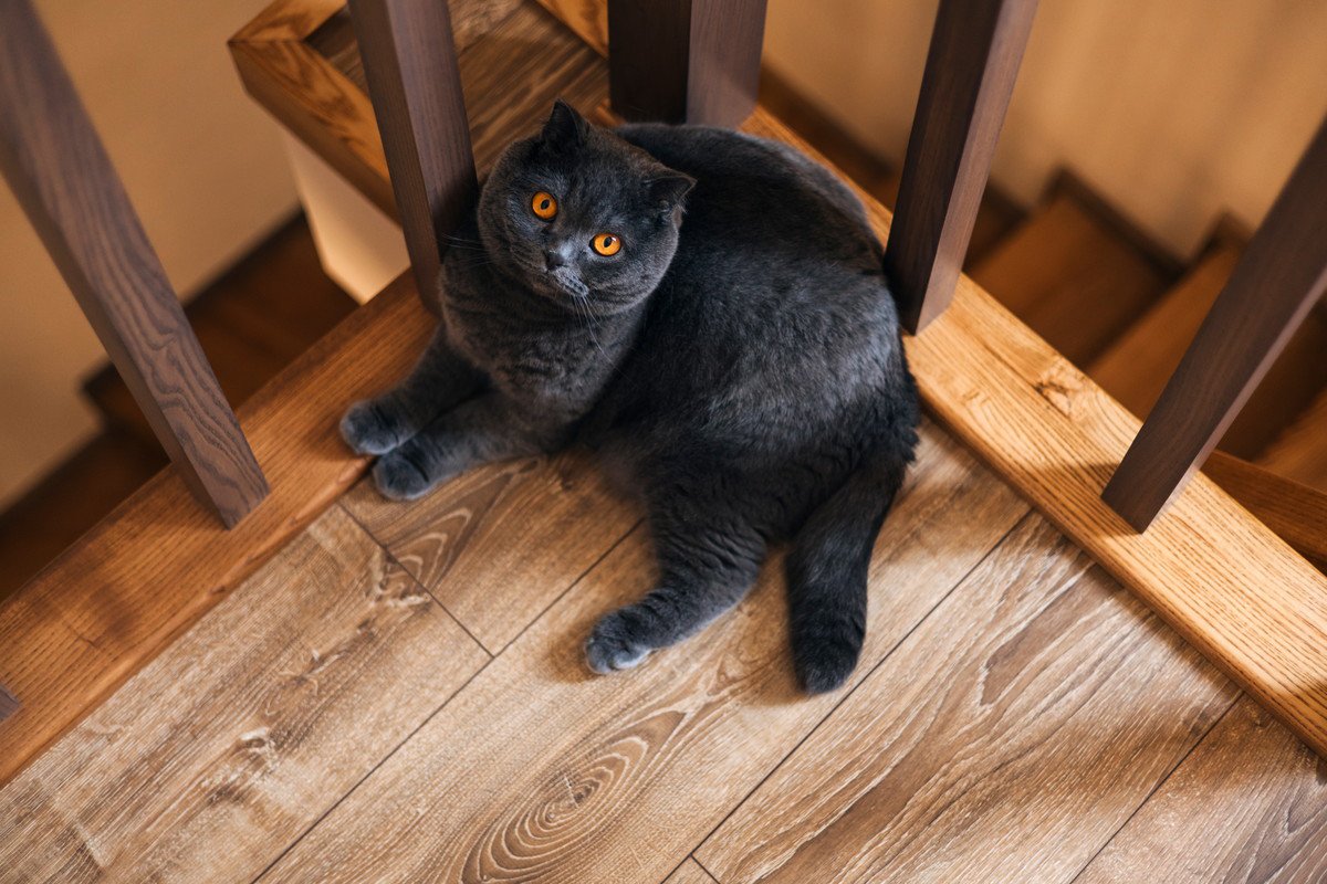 『階段・吹き抜け』のある家に潜む、猫への危険とトラブル3選　対策方法も解説