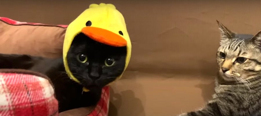 新しい兄弟の登場！？ひよこコスプレが似合いすぎる黒猫くん