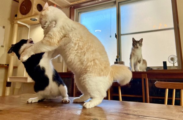 目の前のケンカにも心乱れず！大物スルースキルの猫さんが話題