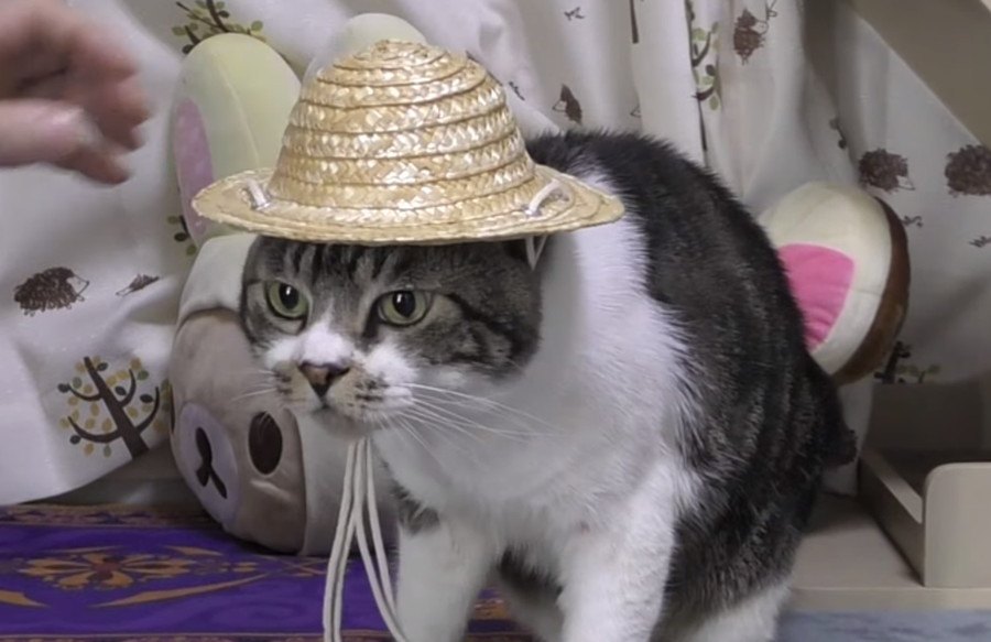 夏のファッション♪猫ちゃんだって海賊気分を味わいたい