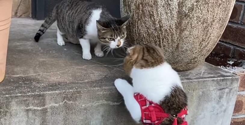 気になるー！お散歩で出会った野良猫に積極的な猫ちゃん！