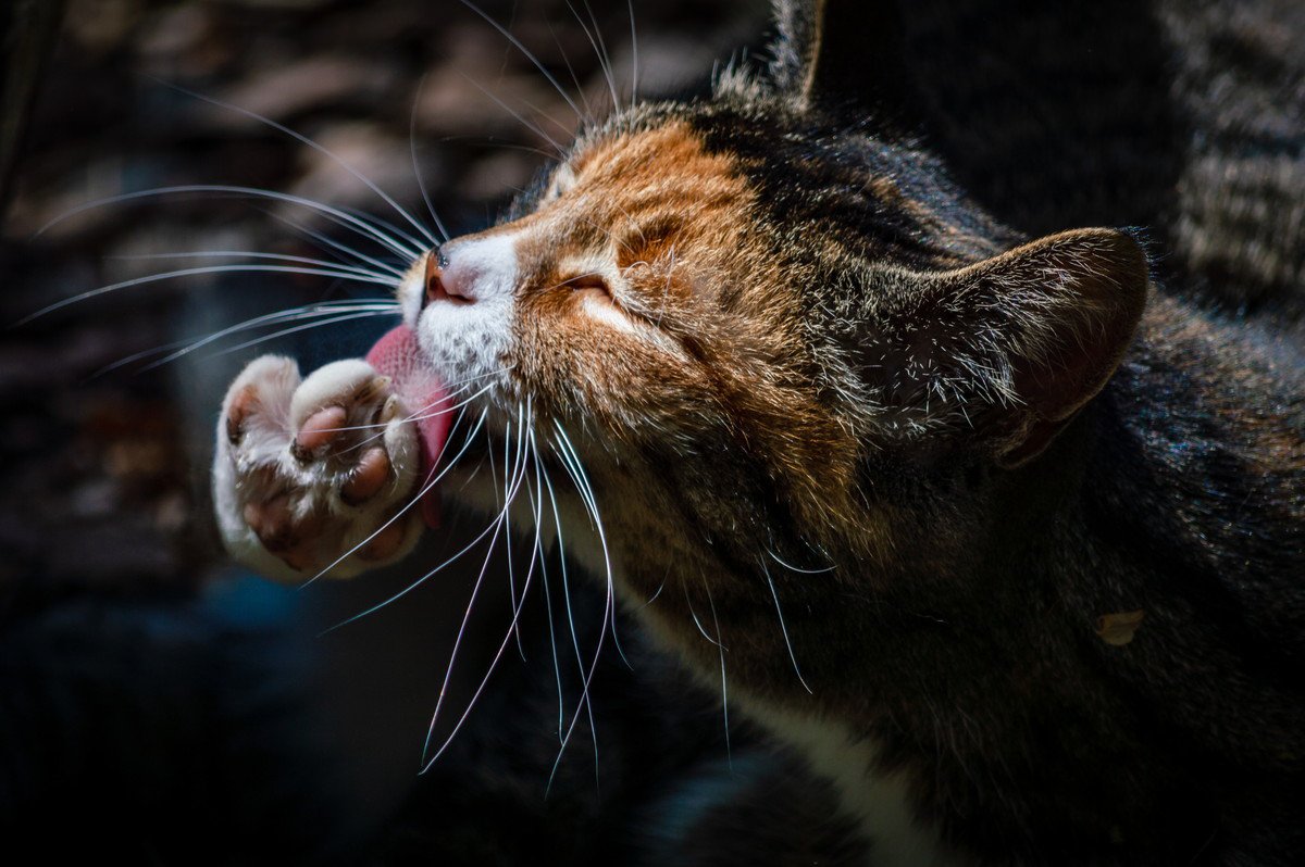 『麦わら猫』って知ってる？3つの特徴や性格、飼い方などを徹底解説！