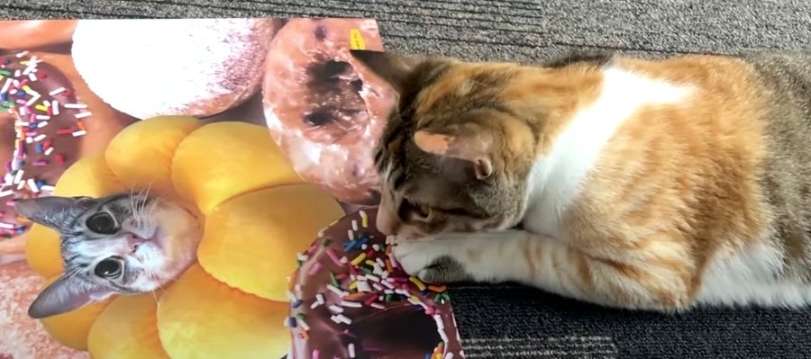 世界にひとつ！猫ちゃんのランチョンマットが可愛い♡