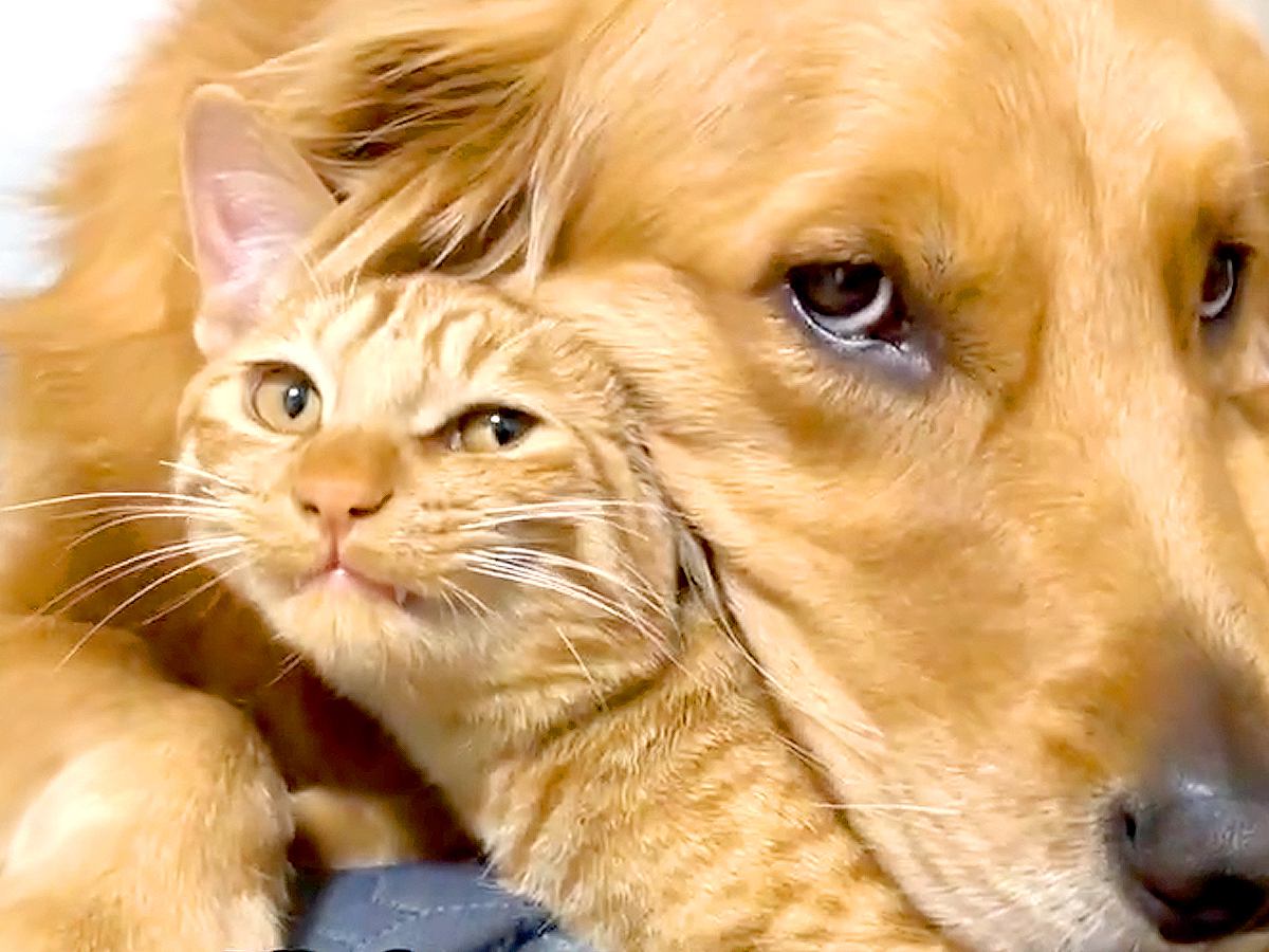 仲良しな大型犬とネコ→まるで本当の兄弟のようで…尊すぎて『ずっと見ていたくなる光景』が14万再生「最高に心癒される」「愛が伝わる」