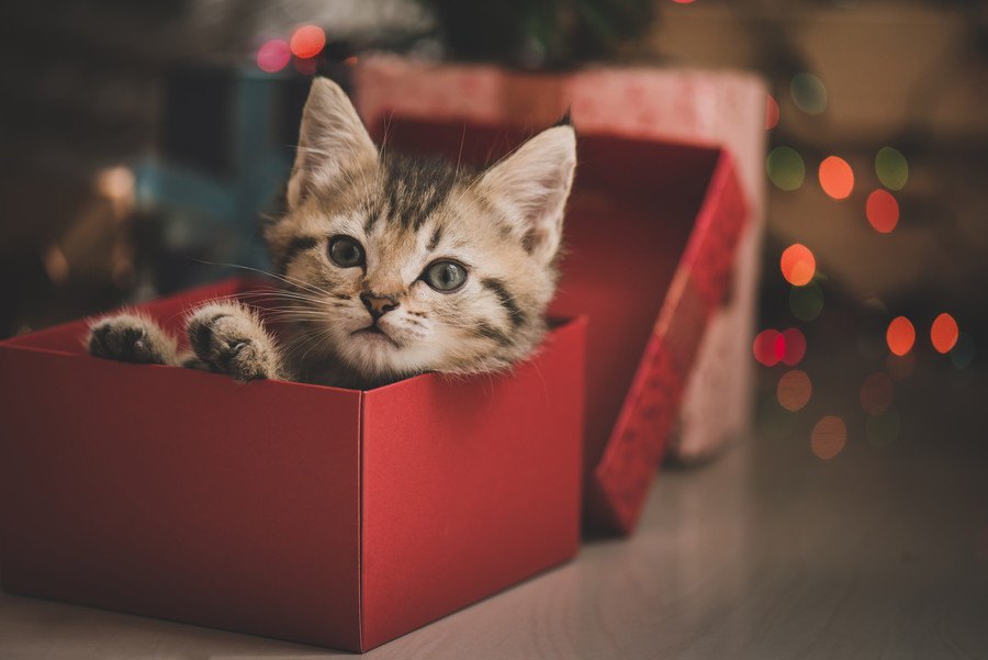 猫の飼い主さんにあげてはいけないNGプレゼント５つ