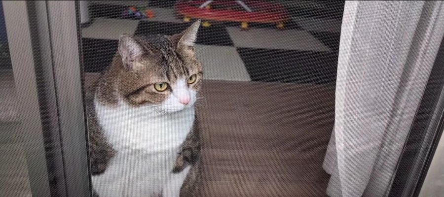 強風もなんのその！お外が気になって仕方ない猫ちゃん♡