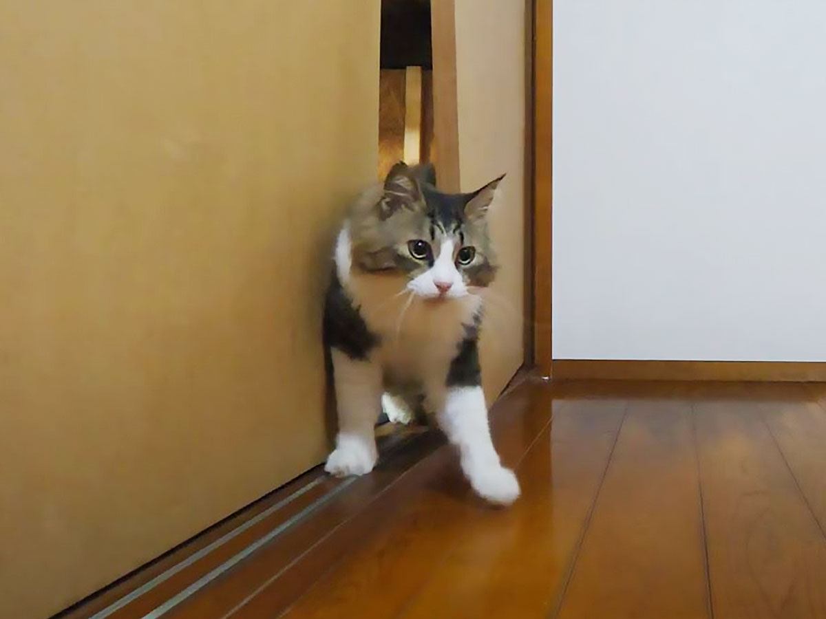 『鍵付きの部屋』で留守番する猫、"力技"で脱走したのがバレて…可愛すぎる”慌てっぷり”に爆笑！32万再生「やっべ！みたいな顔ｗｗ」