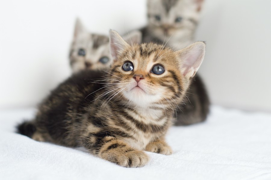 猫が見上げる時の気持ち8つ！かわいい画像も紹介