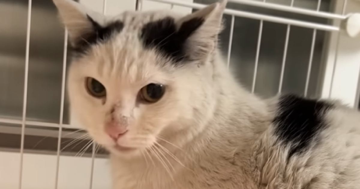 約１年半も外で暮らしていた『真っ黒に汚れた元野良猫』→初めてのお風呂に入れたら…感動の"大変身"に「本当にありがとう」「すごい！」と反響