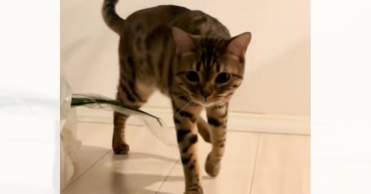 猫がカメラの前にやって来たと思ったら…あまりにも想定外な『ポーズ』に爆笑する人が続出「不意をつかれたｗ」「手出っぞって感じｗ」