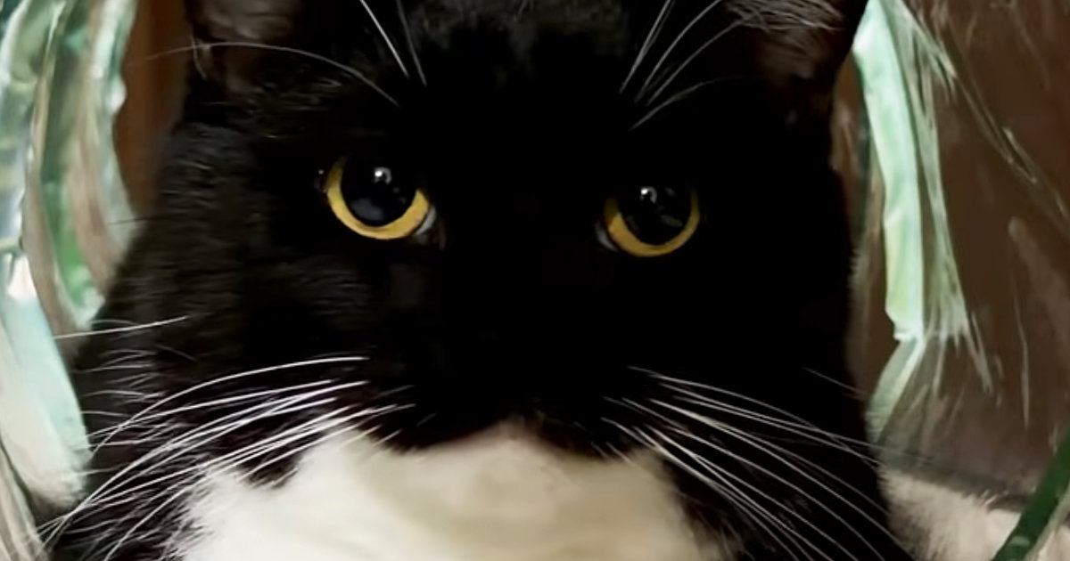 ごはんに夢中な猫→食べ終わると、トンネルの中に移動して…可愛すぎる『ルーティン』に「すごく抱きしめたい」「めっちゃ賢いな」と反響