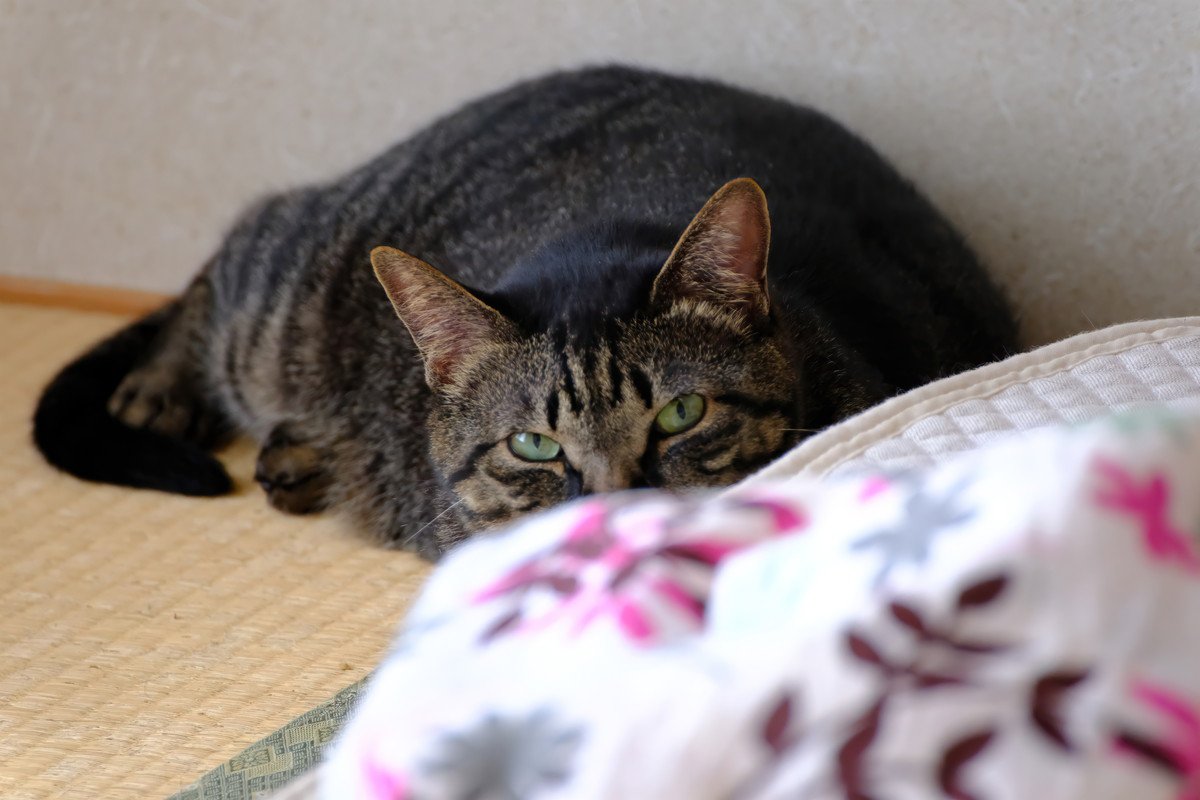 猫が『問題行動』をしてしまう原因3選　放置すべきでない理由や正しい対処法を解説