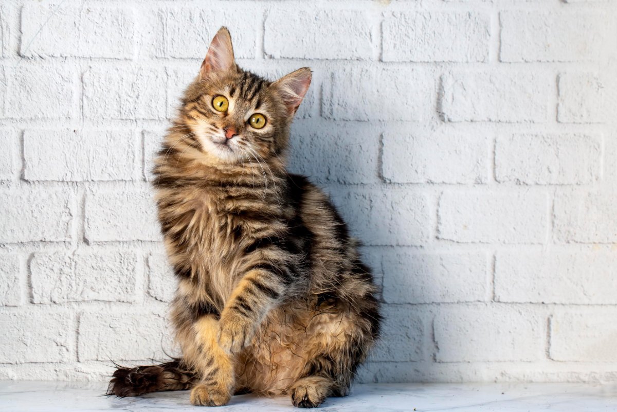 『体の大きさ』が特徴的な猫種5選　性格の傾向から飼い方のポイントまで