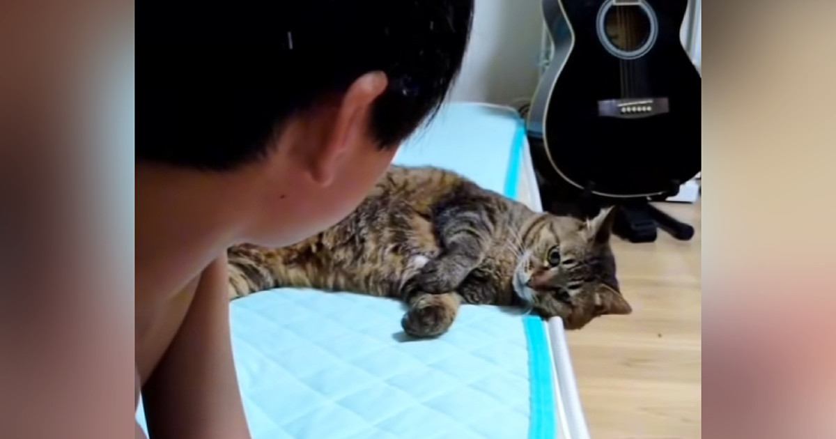 ゲームをしているお兄ちゃんに『かまってほしい猫』→ちょっかいをかけて…思わず笑みがこぼれる『かわいいやり取りの様子』に反響