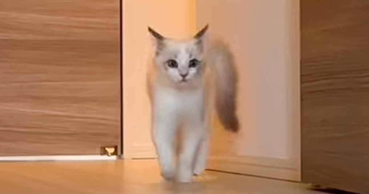 廊下を歩いてくる子猫→『歩き方』を見てみると…可愛すぎて笑っちゃう瞬間が80万再生「ポケモンみたいｗ」「常に幸せなんだろうなぁ」