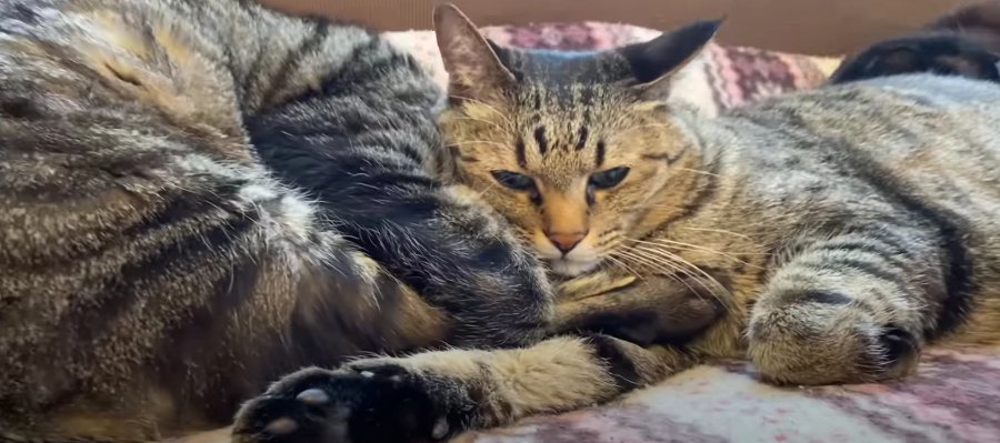 まったり日向ぼっこ♡ソファで猫団子状態の猫さんたちが可愛い