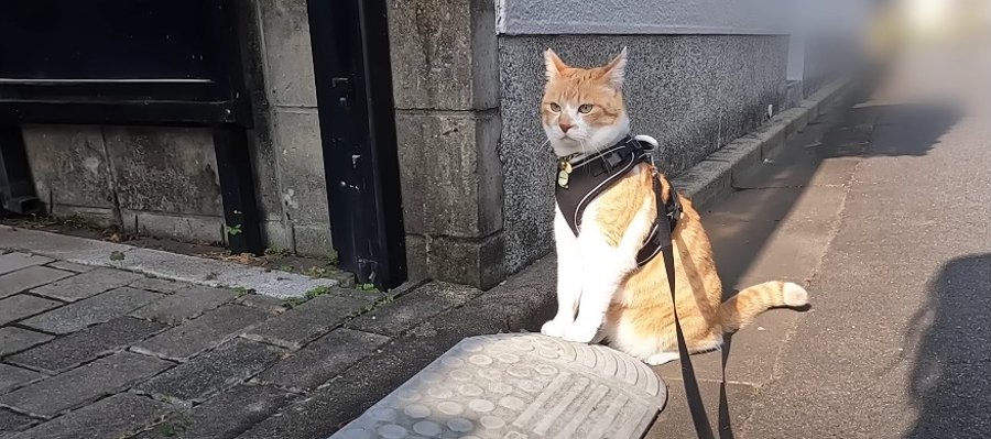 元野良猫のチャチャくんがお外をパトロール！野良ボスをみつけて急足で追いかけるも…？