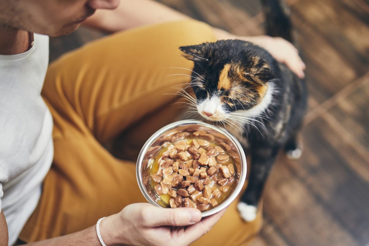 猫がごはんを食べなくなった…病院に連れていくタイミングは？