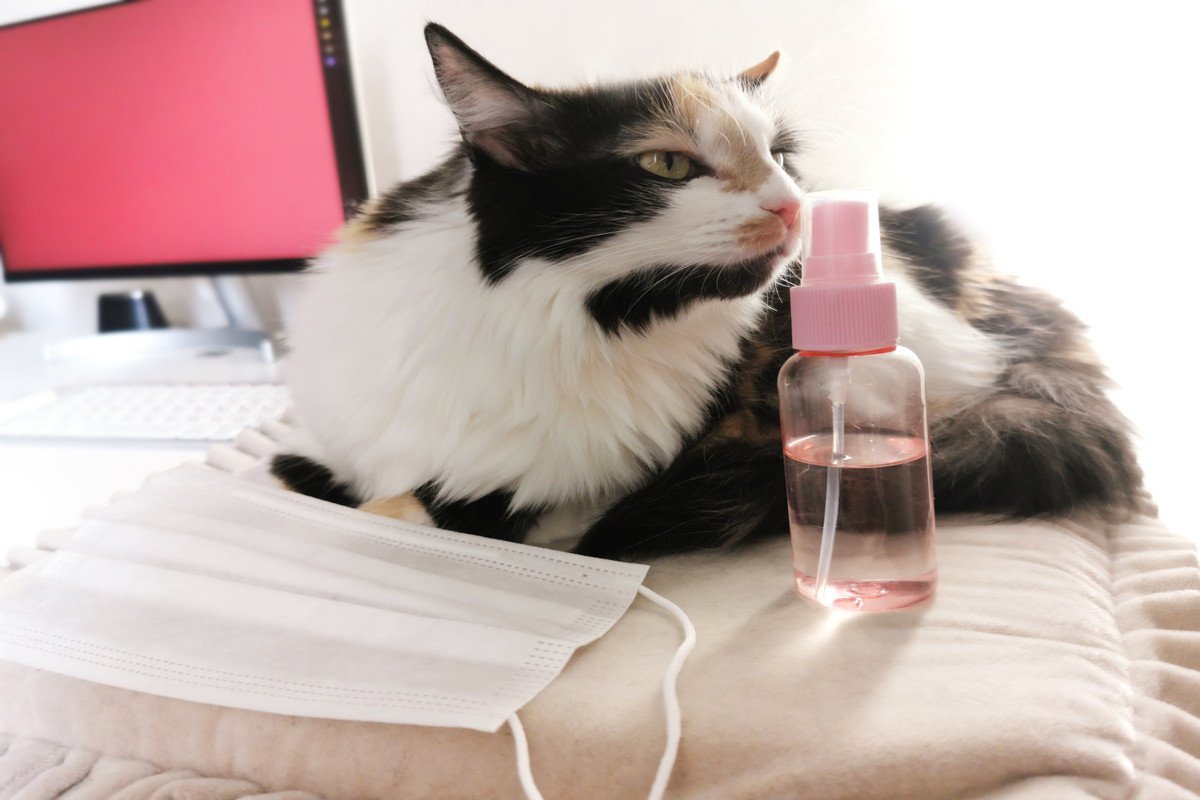 猫の飼い主さんが注意すべき『手・顔・髪につけるもの』4選　舐めたら危険なものも