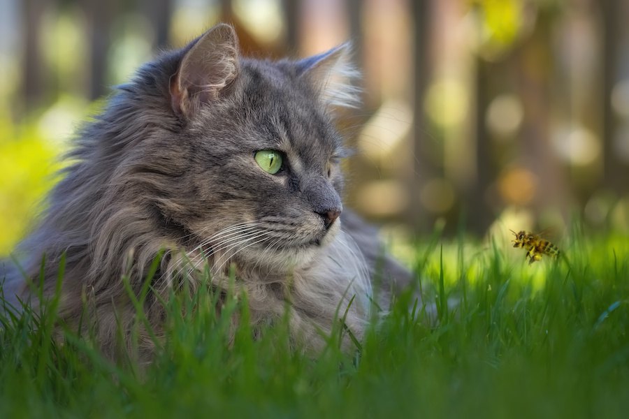 これって虫刺され？猫が虫に刺された時の特徴と種類、対処法まで