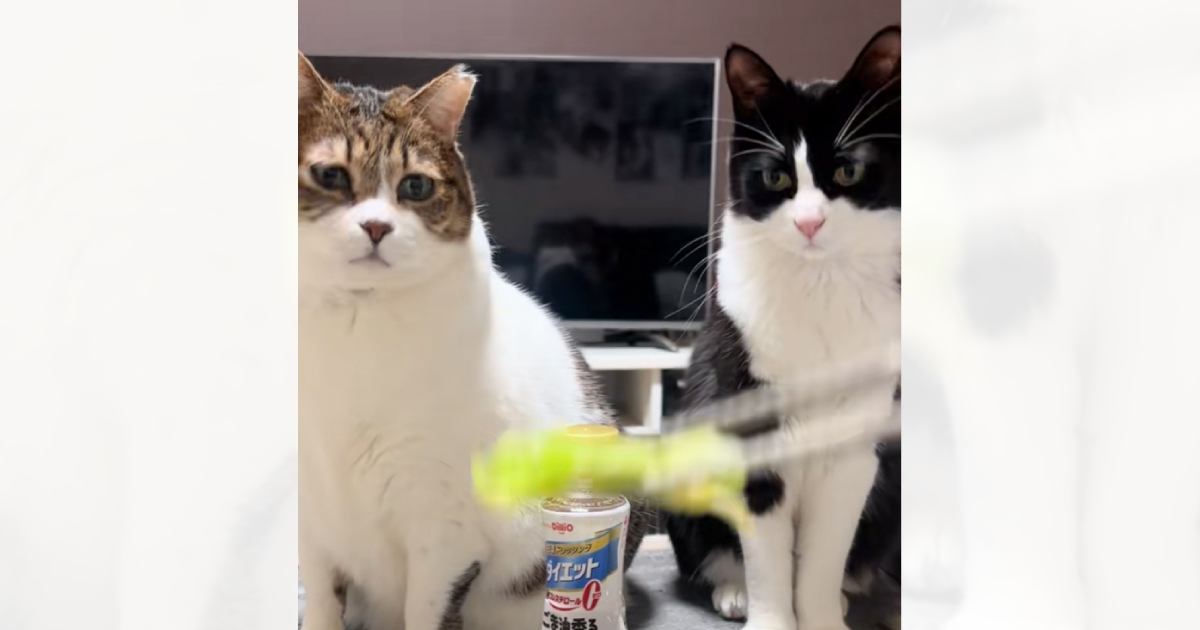 「なんでｗｗ」夢中になってレタスを追っていた2匹の猫→箸を止めた次の瞬間…『衝撃の行動』に爆笑の声続出「状況理解できてなさそうｗ」