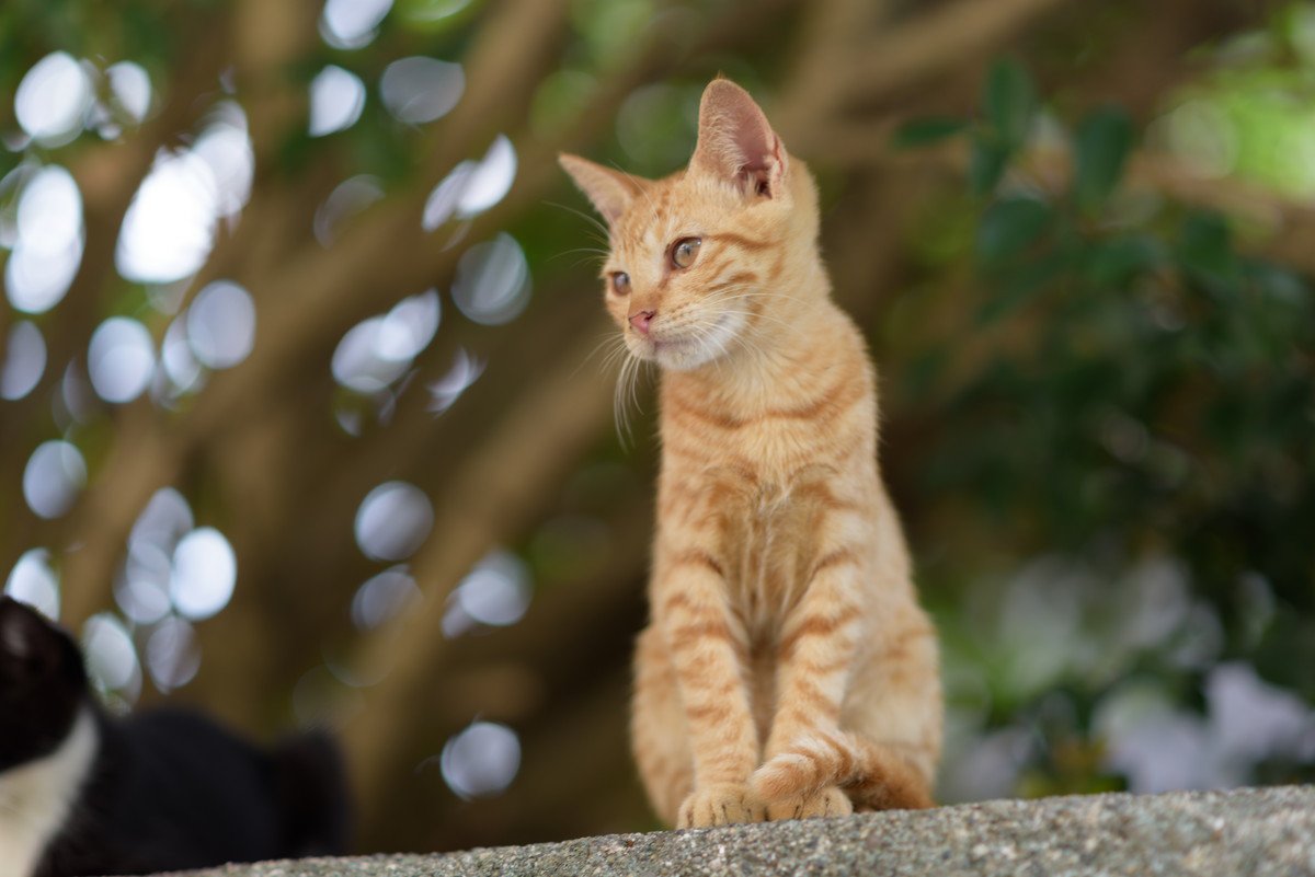 『野良猫』の寿命が短くなるのはなぜ？6つの要因