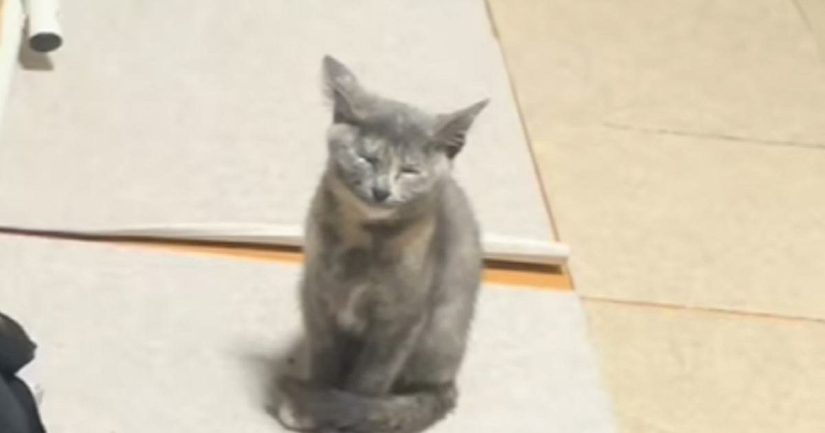ウトウトと寝落ちしそうな子猫→『横』を見てみると、兄猫たちが…尊すぎて笑顔になる光景が22万再生「頼もしいね」「ちゃんと警戒してる」