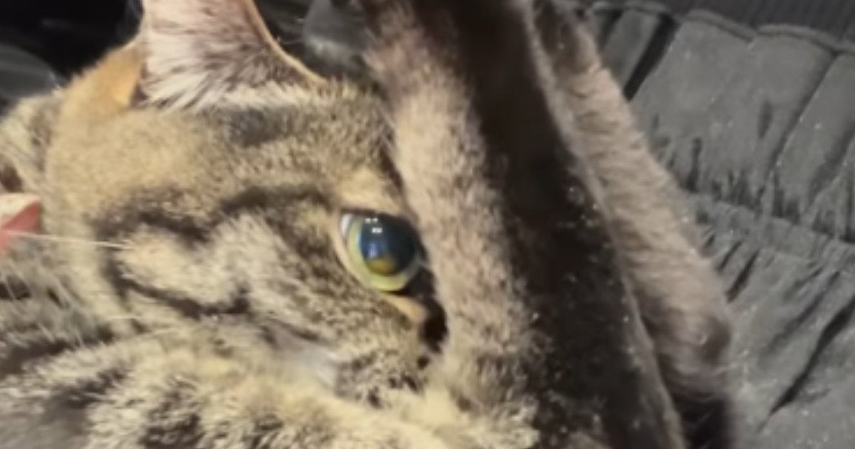 ただいまーと帰宅した瞬間、『猫を抱っこ』すると…「恥ずかしいのかなｗ」まさかの『ポーズ』が27万再生「高飛び込みｗ」「面白いｗ」