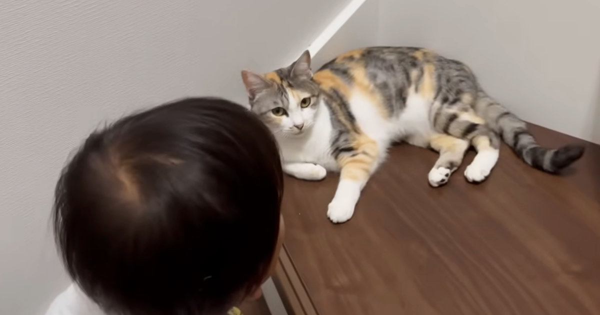 おしゃべり上手な『2歳の男の子』→大好きな『三毛猫』のもとに向かうと…素敵なやり取りが11万再生「尊すぎて泣く」「本当に優しい猫」