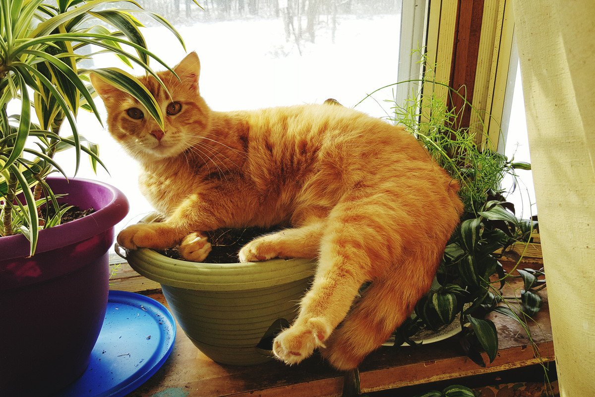 猫に死をもたらすかもしれない『観葉植物』3選！