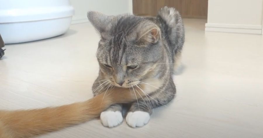 尻尾で猫ちゃんを釣る猫ちゃんに思わず笑っちゃう！