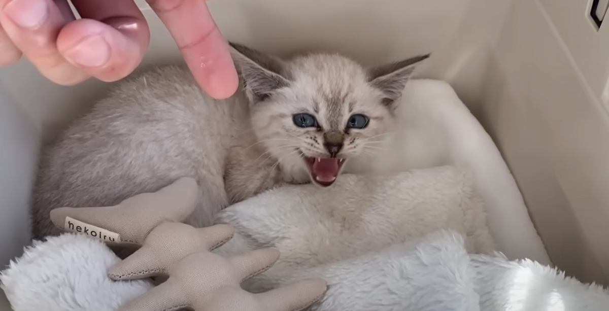 毎日のように威嚇していた『保護赤ちゃん猫』をお家に迎えて１年…心温まる軌跡と『現在の様子』が19万再生「感動した」「なんて綺麗」
