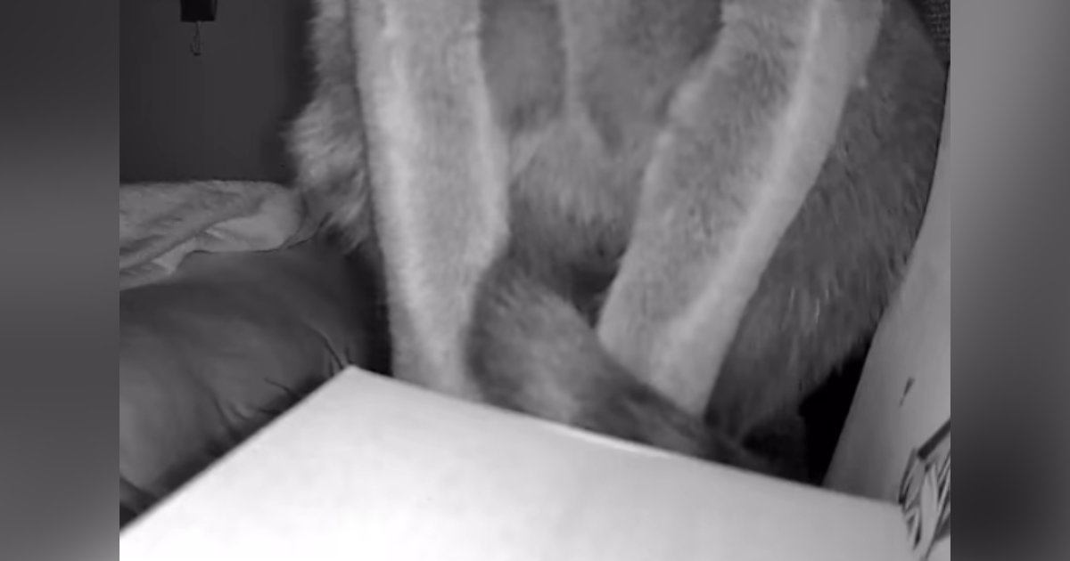 見守りカメラの角度を『上』に向けていったら、猫が…「おもろすぎるｗｗ」「声出して笑った」まさかの光景が107万再生「ホラーやんｗ」