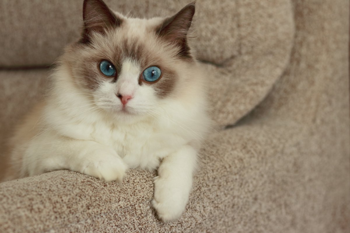 見た目が『似すぎている猫種』3選　見分けるポイントから魅力・特徴までご紹介