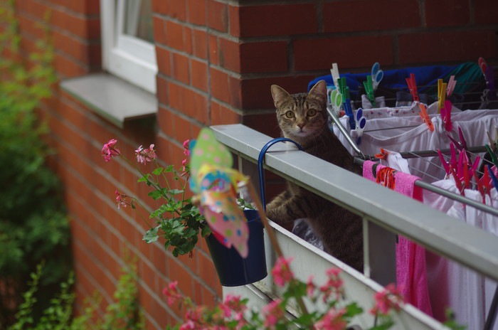 猫ってどのくらいの高さなら落ちても平気なの？