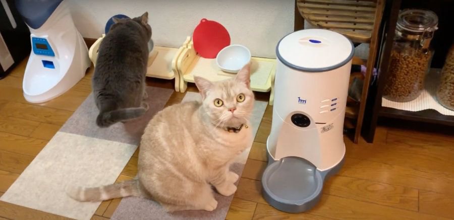 自分のお皿の前でごはんを待つ賢い猫ちゃん達！