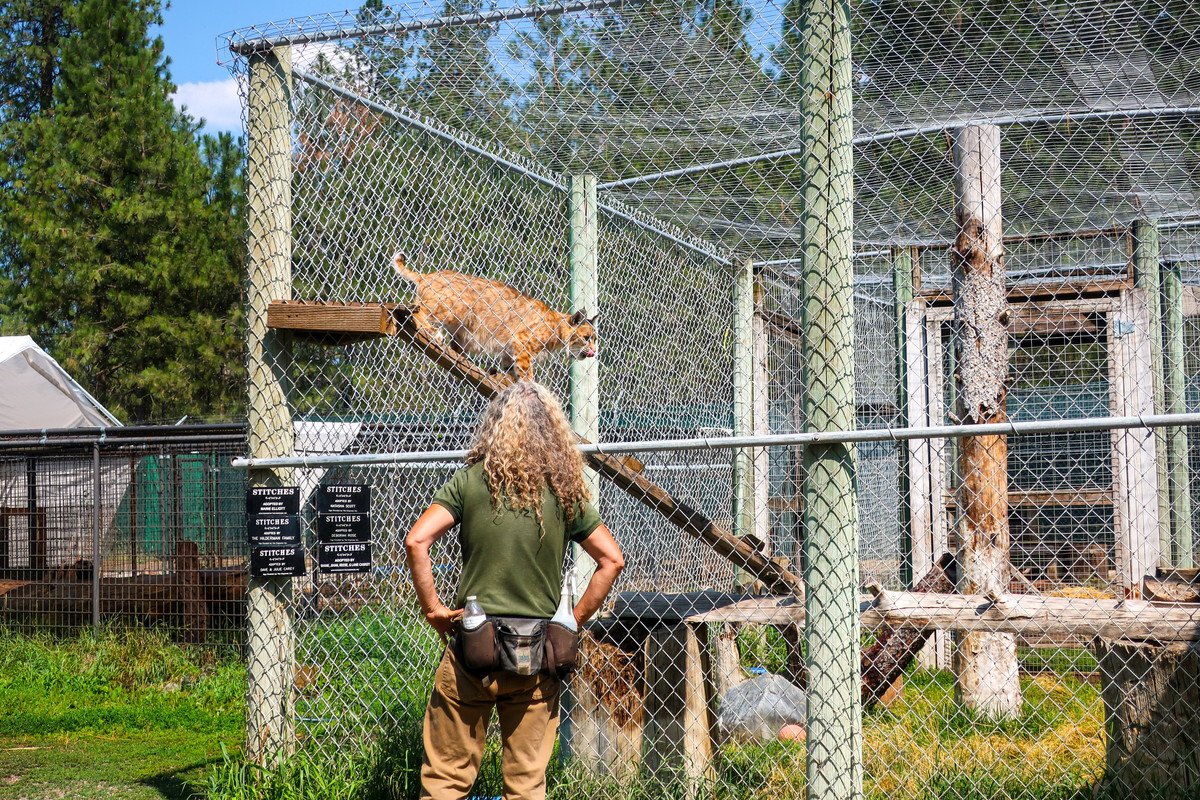 人気に乗って「ネコ科の大型動物」をペットにしたものの、手に負えずに手放す人が急増中　英国