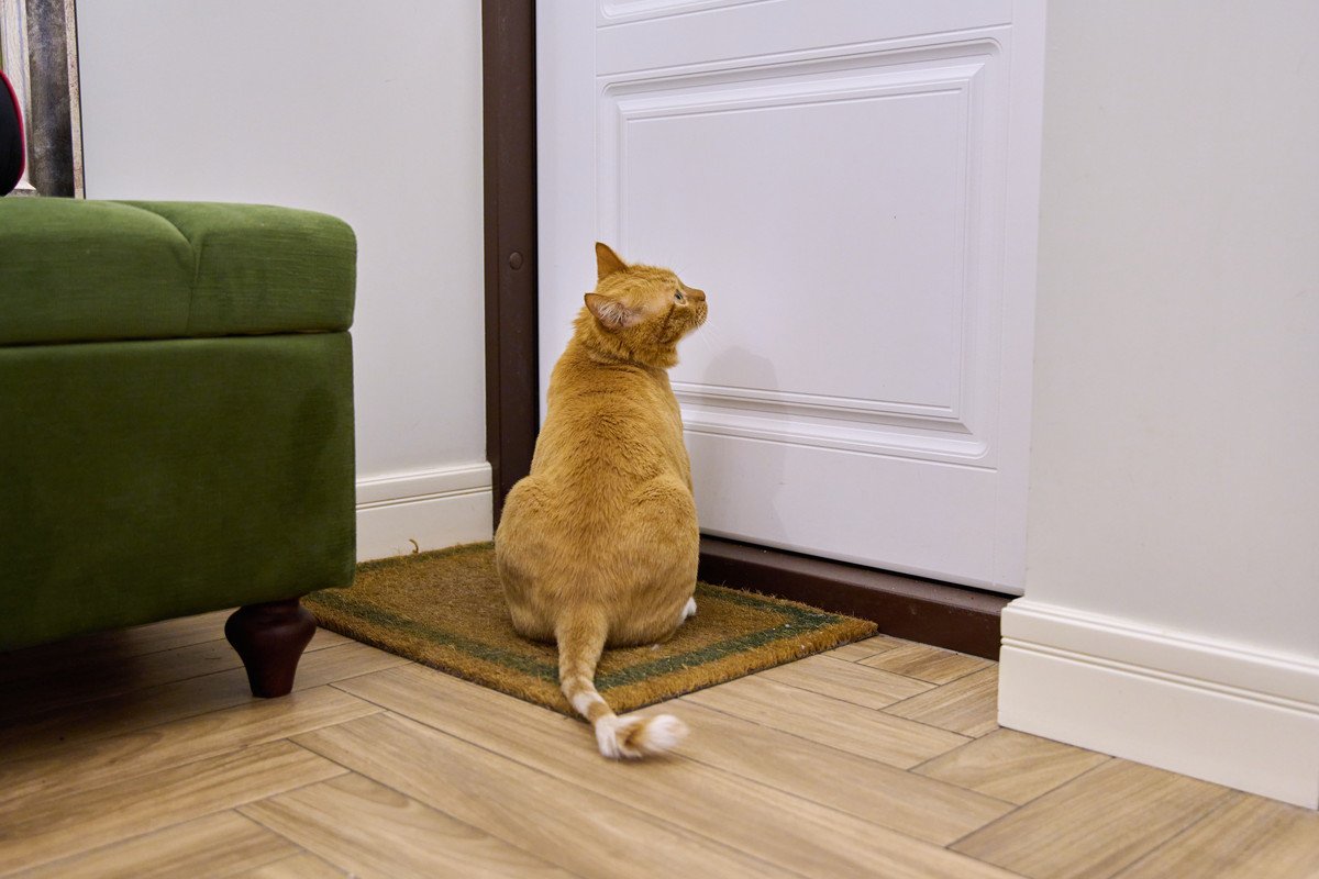 愛猫が『外に出たがってしょうがない』ときの4つの対処法　根負けして外に…はダメ！