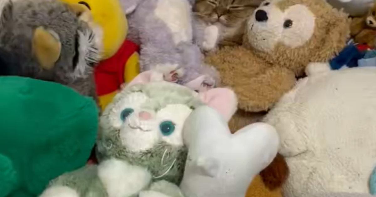 猫のことを探していると、『たくさんのぬいぐるみがいる部屋』で…まさかの光景に１万いいねの反響「なんて幸せそうな表情」「囲まれてるねｗ」