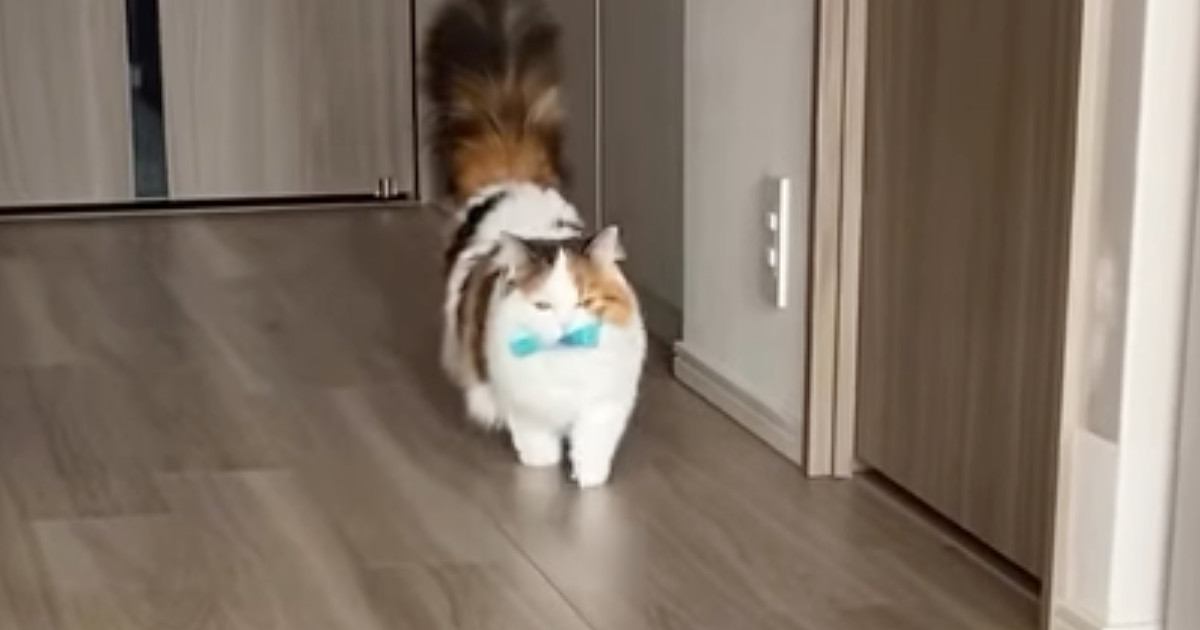 飼い主と遊ぶ猫→おもちゃを遠くの方に投げてもらうと…犬のような行動が37万再生「やれやれだぜｗ」「歩き方がめっちゃ可愛い」