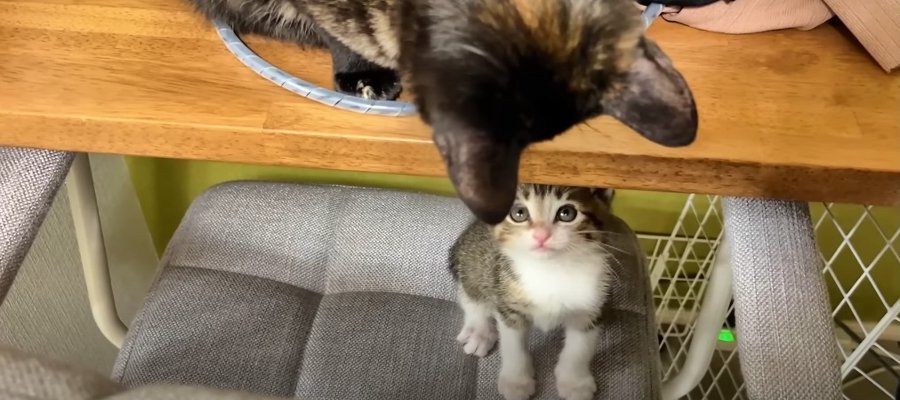 子猫ちゃんが心配で探し回る優しい先輩猫ちゃん♡