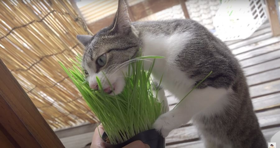 大胆！立ち食いそばならぬ、立ち食い猫草♪むしゃむしゃ食べる猫ちゃん