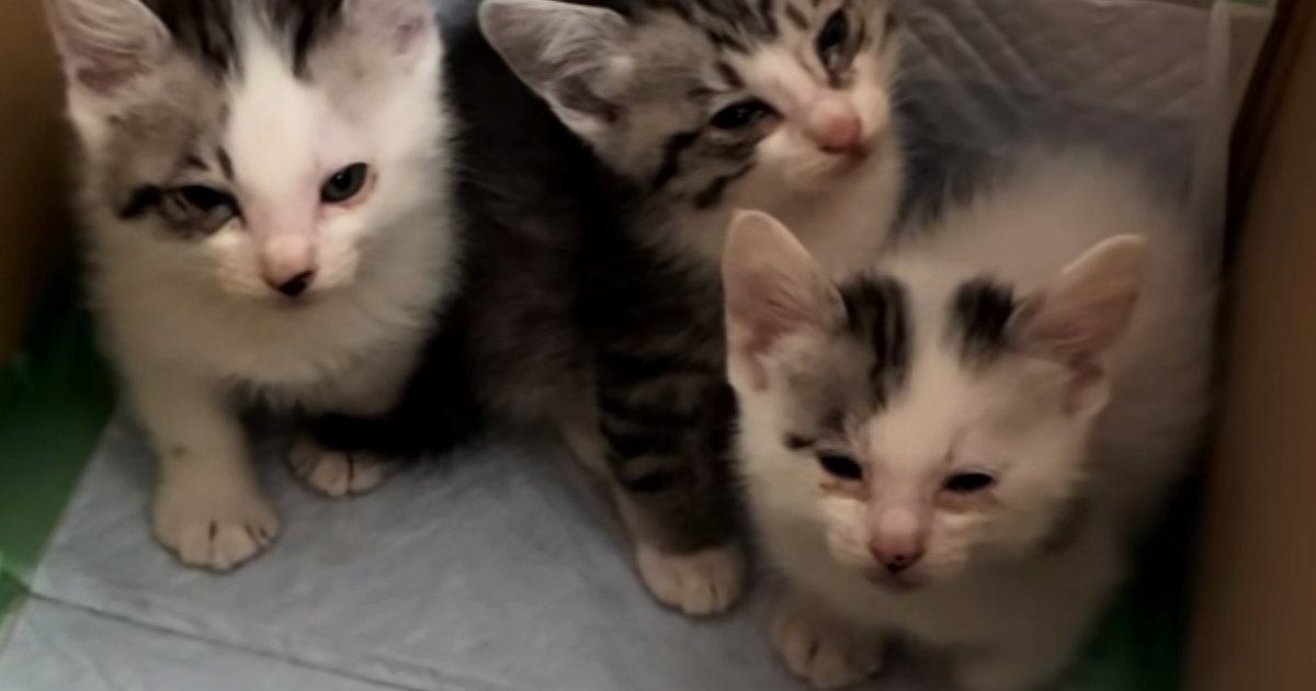保護された初日、警戒していた3匹の子猫→眠気に襲われて…キュンとくる光景が16万再生「抱きしめたい」「怖かったんだろうね」